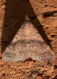 Bent-winged Owlet